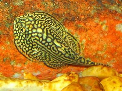 HillstreamLoach1-1.jpg