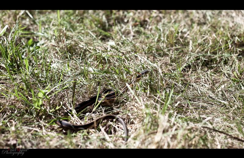 IMAGE: http://i224.photobucket.com/albums/dd109/keny_paintball/IMG_0599-Edit.jpg