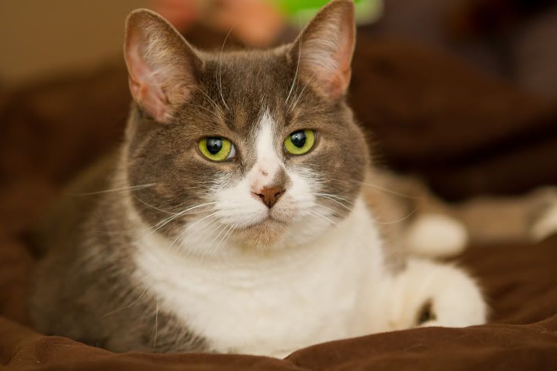 IMAGE: http://i224.photobucket.com/albums/dd109/keny_paintball/IMG_1262-1.jpg