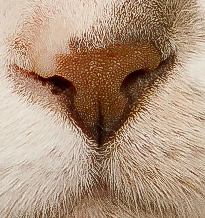 IMAGE: http://i224.photobucket.com/albums/dd109/keny_paintball/IMG_1262.jpg