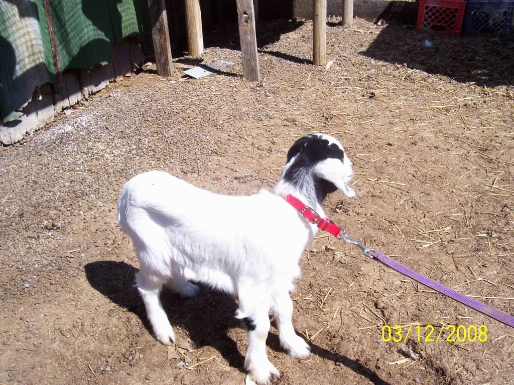 Picture of Molly - Goats