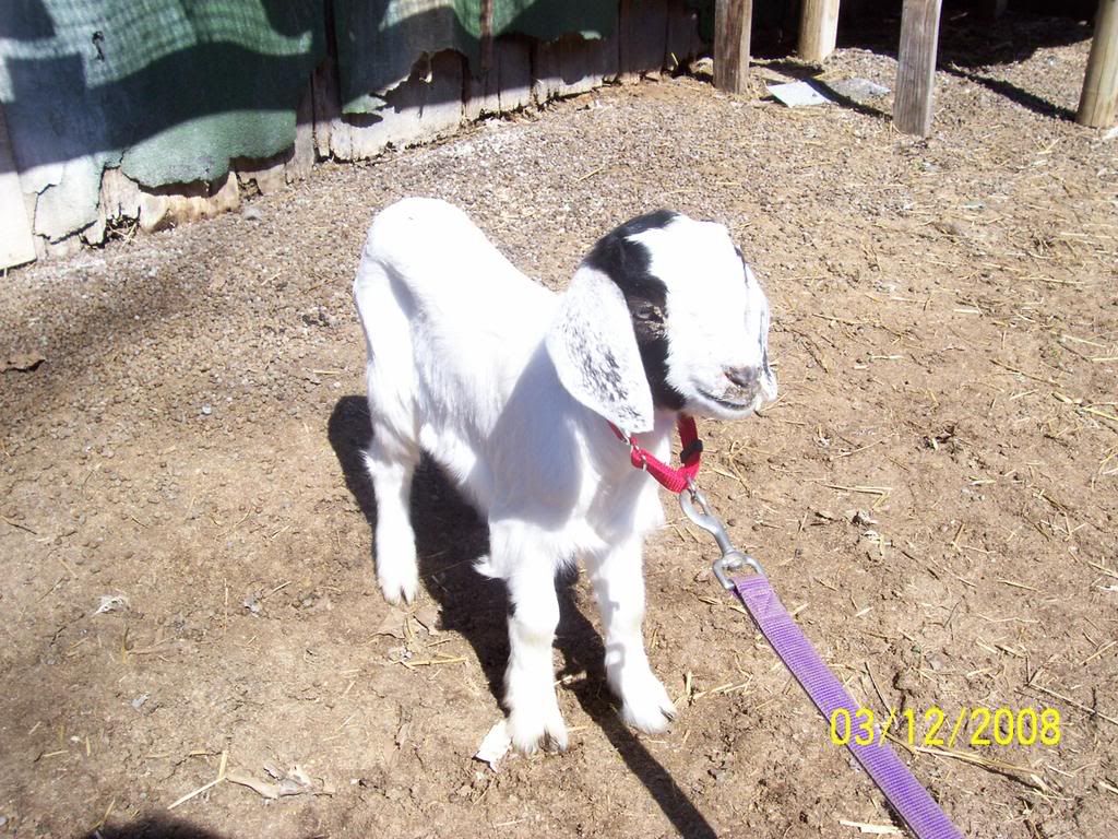 So sad.....my Molly died - Goats