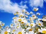 SpringTime4.jpg image by fusciah