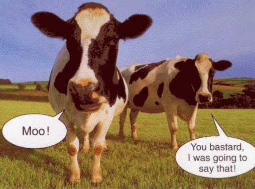 funny cows. Funny cows!