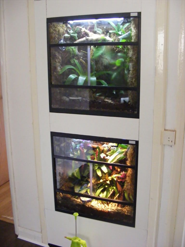 Post pics of your frog rooms! - Page 4 - Reptile Forums