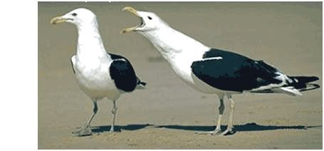 seagulls.jpg