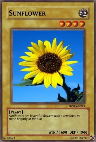 Sunflower.jpg