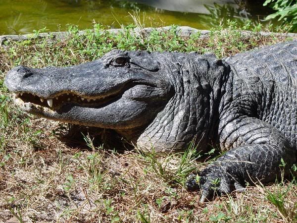 600_Alligator_7.jpg