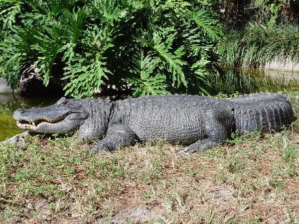 600_Alligator_9.jpg