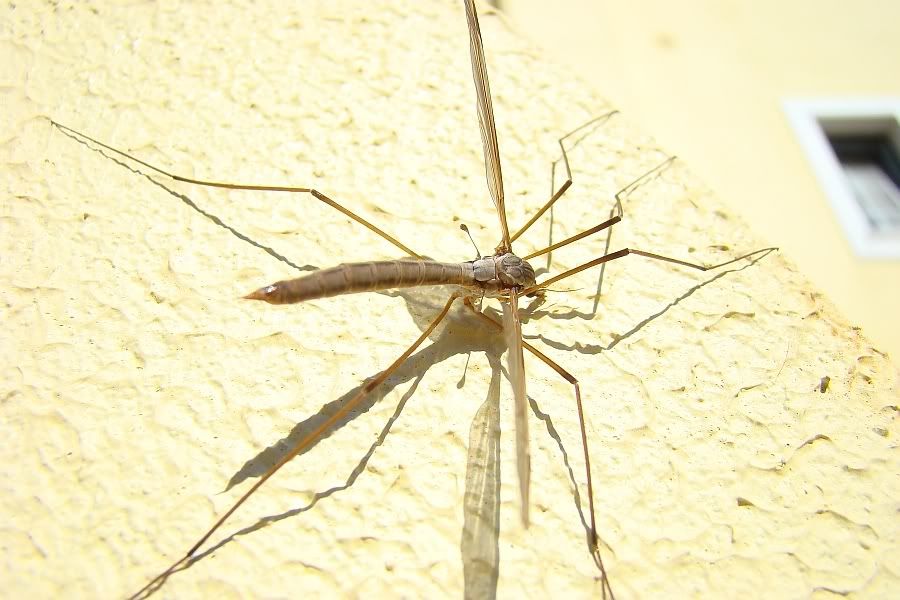 i224.photobucket.com/albums/dd171/ValterJacinto/Mosquito.jpg