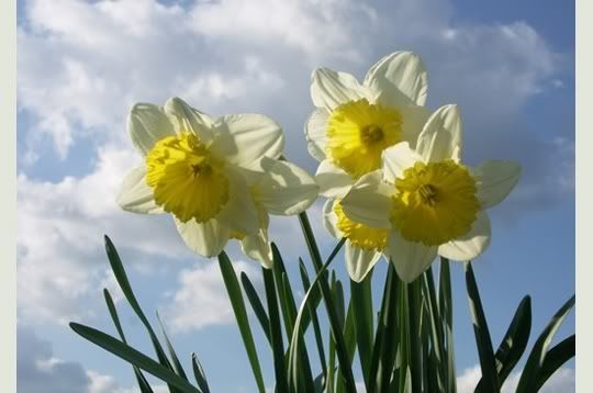 jonquilles Pictures, Images and Photos