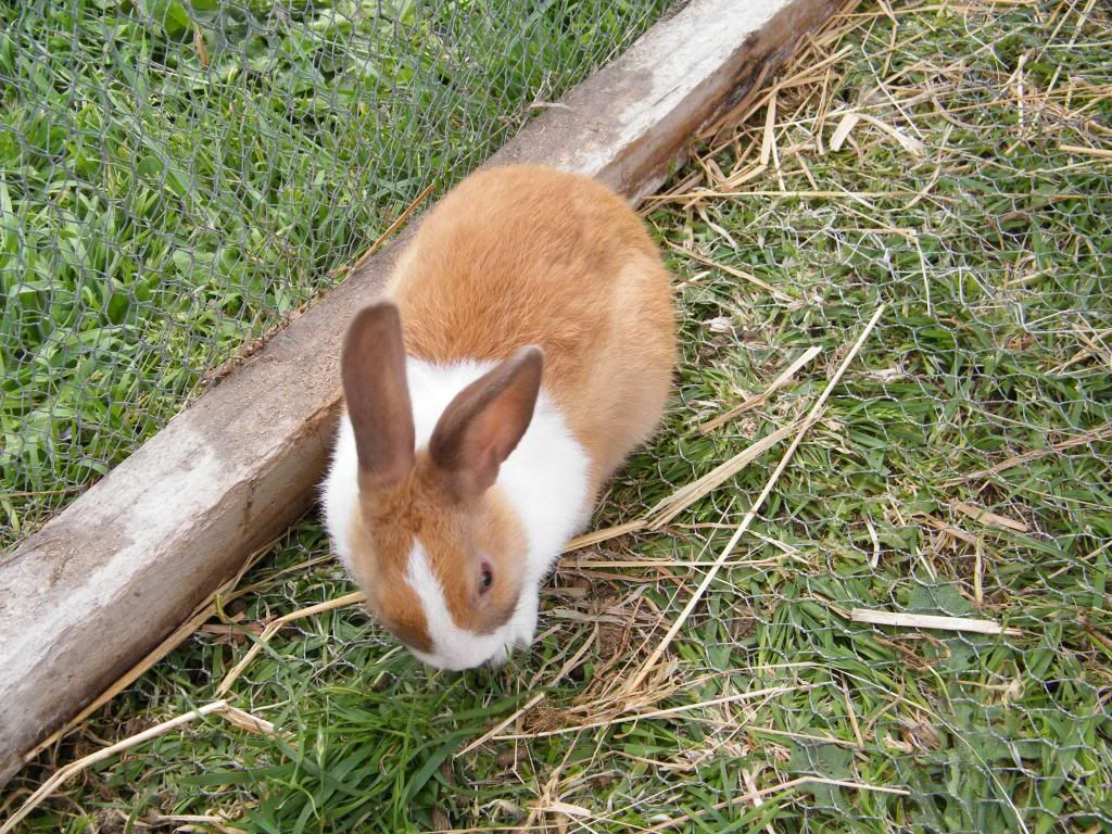 bunny photo: Nine Ginga4_zps2a25c4dd.jpg