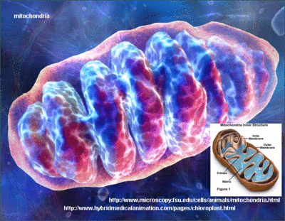  mitochondrial