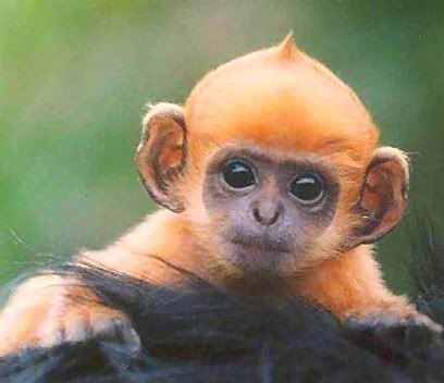 Monkey Ginger