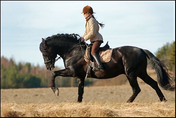 bonicgallop.jpg