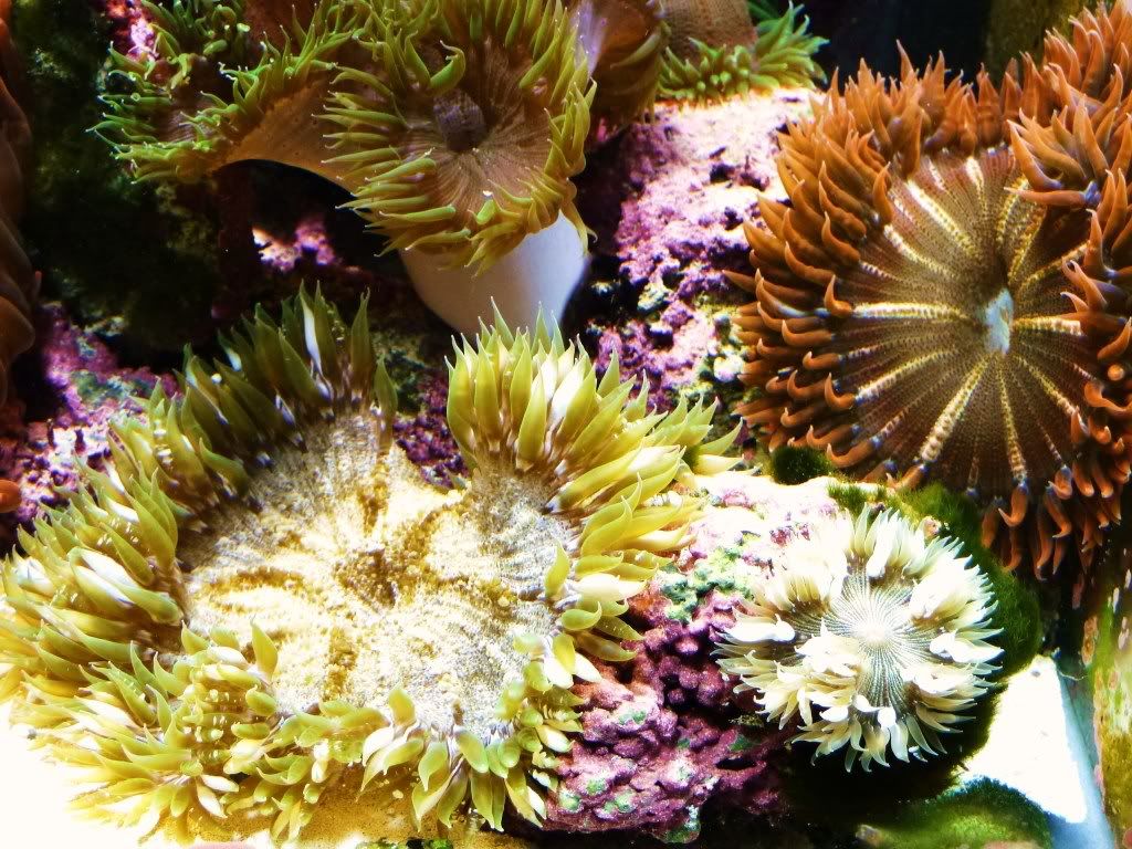 Pics of my Rock Flower Anemones Reef Central Online Community