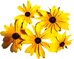 rudbeckia03.gif picture by Lilith_RJ2