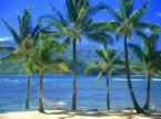 Dozziz Tropical,Dozziz Tropical