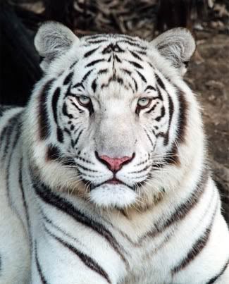 white tiger face. white tiger face 2 Image