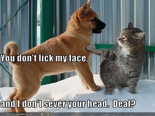 Forum Image: http://i224.photobucket.com/albums/dd233/NakeBenihime/Lol%20Cats/Catkeepsdogatbay.jpg