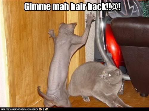 Hairless cat attacks hairy cat... Pictures, Images and Photos