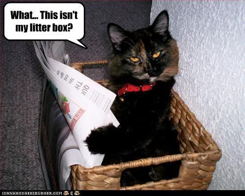 CatIsntInLitterBox.jpg Cat Mistakes Laundry Basket for Litter Box