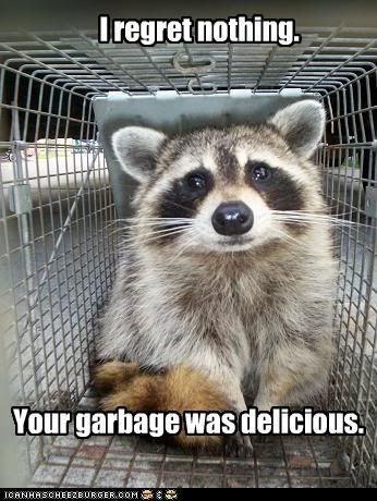 raccoon funny photo: Raccoon ate your garbage... Raccoonateyourgarbage.jpg