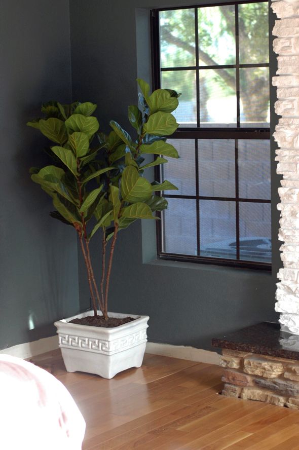 Cheap and Easy to Find Fiddle Leaf Fig Trees