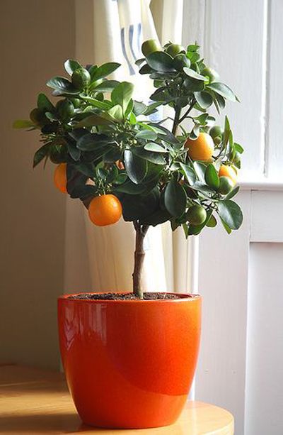 Orange Tree Seedling