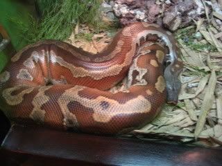 fat snake