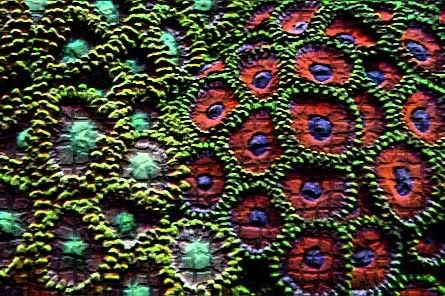 sinkmosaic.jpg