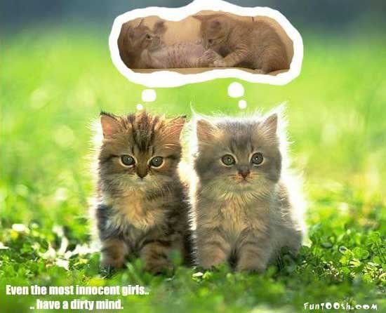 kittens with dirty minds