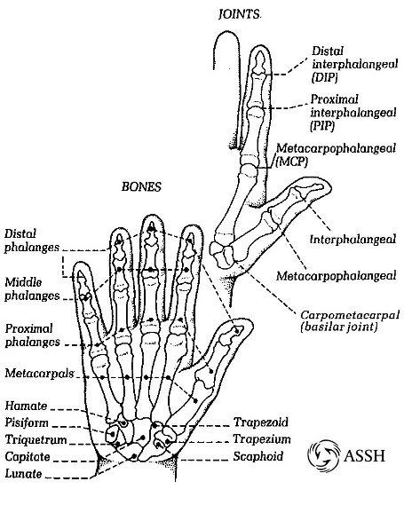 Joints Of Thumb