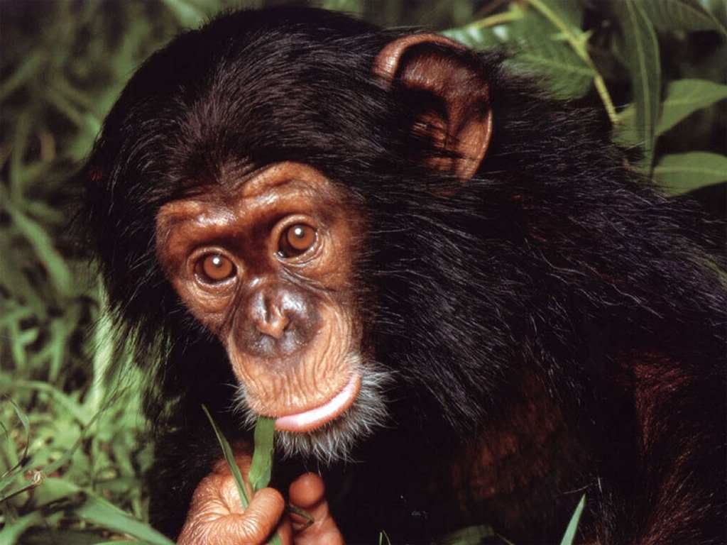baby_chimp-13831.jpg