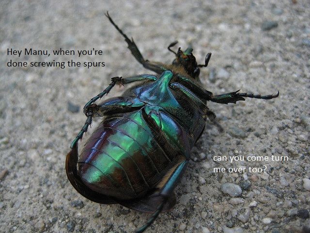 beetle-on-its-back_zps0504351a.jpg