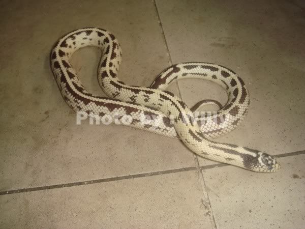 kalotar snake