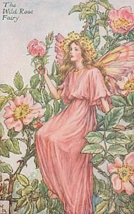Wild rose fairy Pictures, Images and Photos