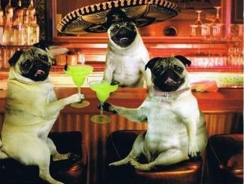 The image “http://i224.photobucket.com/albums/dd307/theresa_updated/funny/CincodeMayoPugs.jpg” cannot be displayed, because it contains errors.