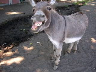 donkey.jpg lAUGHING dONKEY image by oJITOS_vERDES_2007