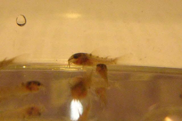 Baby_Cories_-_3_weeks_old_004.jpg