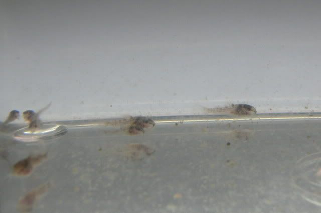 Baby_Cories_009.jpg