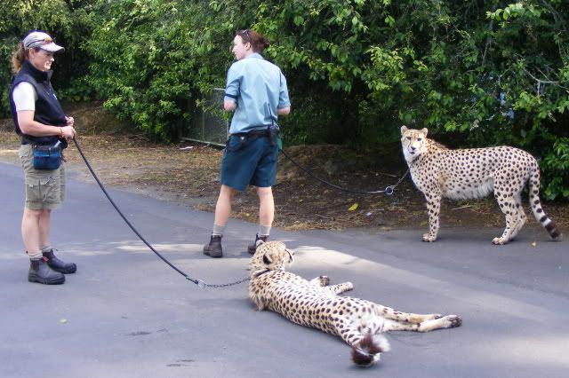 Cheetah_experience_100.jpg