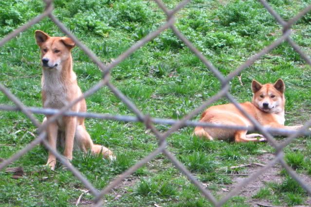 Dingos_002.jpg