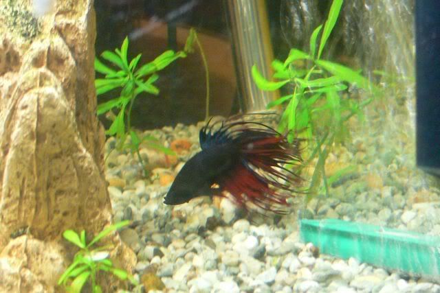 Georgethebetta.jpg