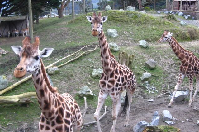 Giraffes_012.jpg