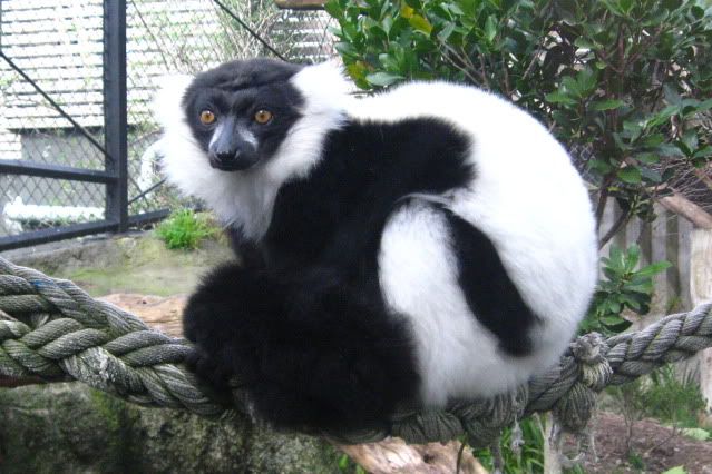 Lemurs_005.jpg