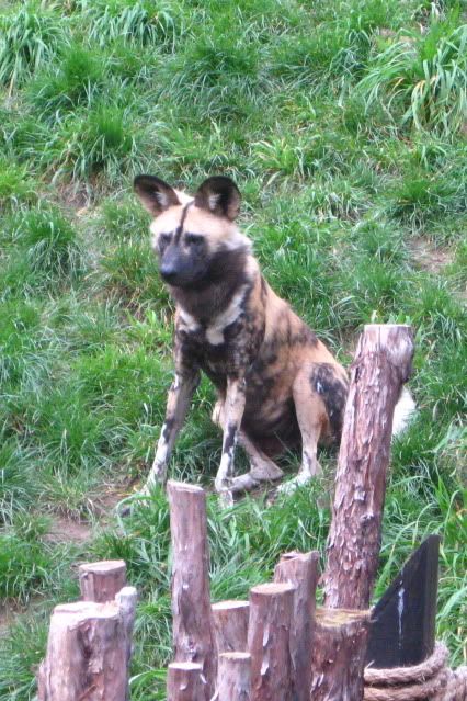 Painted_Dogs_010.jpg