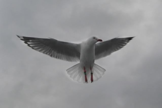 Seagulls_001.jpg