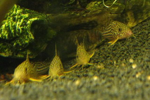 Sterbai_Cories_003.jpg