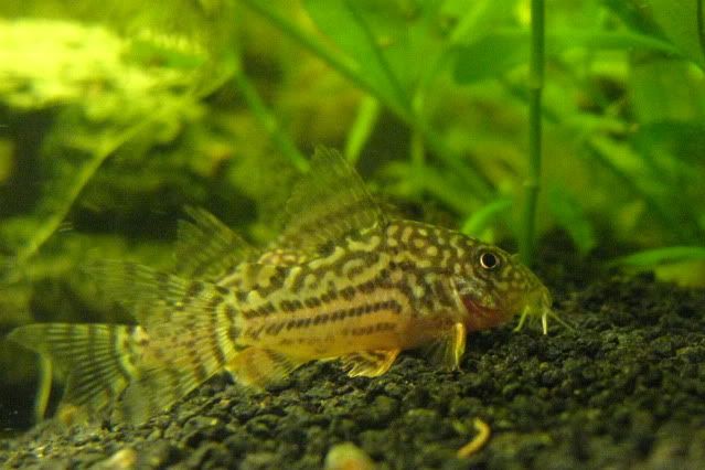 Sterbai_Cories_008.jpg